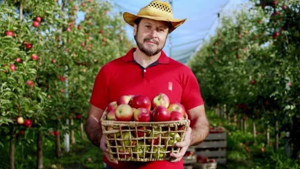 Sonriente granjero guapo hombre maduro sosteniendo una cesta llena de manzanas jugosas del concepto huerto de manzanas orgánicas de comida saludable — Vídeo de stock