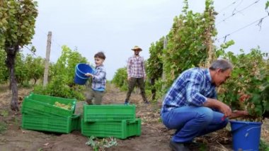 In the vineyard farmer dad giving a pail full of grapes to his small son to adding into the plastic box all the harvest of this year