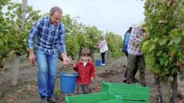 Old man and his small cute nephew together unload the harvest of grapes into the plastic box in the middle of vineyard other family members collecting the grapes