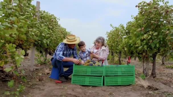 Fofos e felizes velhos avós agricultor família e seu menino bonito depois de coletar a vindima uvas eles começam a classificar as uvas da caixa de plástico e discutir juntos. Tiro em ARRI — Vídeo de Stock