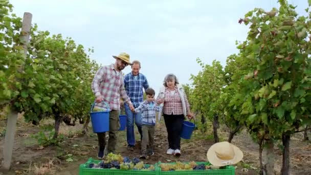 Heureux grands-parents de la famille de fermiers et mignon petit garçon avec son père déchargent dans la boîte en plastique la récolte des raisins au milieu du vignoble ils heureux fin à la collecte de la récolte. Tourné sur ARRI Alexa — Video