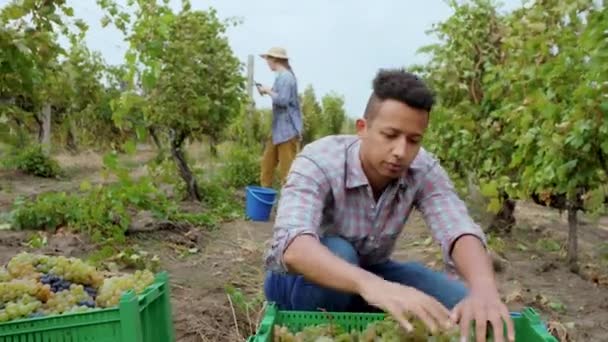 Vor der Kamera ein afroamerikanischer Mann mit einer multiethnischen Landbevölkerung, die im Hintergrund die Weinlese auswählt, andere Landbewohner, die hart für die diesjährige Ernte arbeiten. 4k — Stockvideo