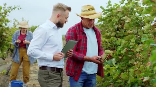 Closeup charismatic businessman with a digital tablet take some pictures of a organic grapes from the vineyard while the farmer man holding the grapes on hands concept of agriculture and farming — Stok Video