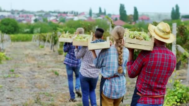 Concept of organic growing walking down on the vineyard farmer and other rural people multiethnic they holding wooden basket full of fresh grapes harvest — Stok video