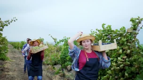 Devant la caméra belle dame et d'autres agriculteurs et travailleurs saisonniers dansant devant la caméra tout en marchant dans le vignoble, ils finissent par recueillir la récolte de raisin concept de — Video