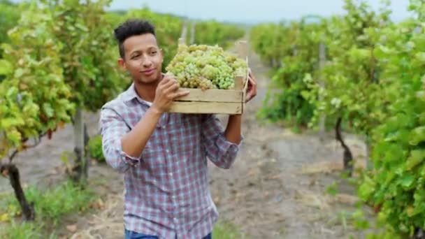 In front of the camera very attractive Afro American man countryside walking through the vineyard and holding wooden basket with grapes harvest. Shot on ARRI Alexa — 图库视频影像