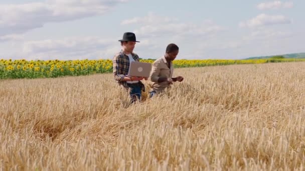 Belle dame africaine avec son mari agriculteur au milieu du champ de blé avec un ordinateur portable analysant la récolte de cette année — Video