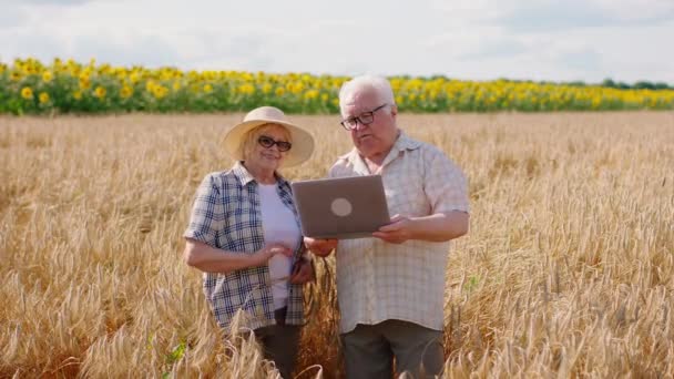 Tampan petani tua dan istrinya bersama-sama di tengah-tengah ladang gandum menganalisis telinga gandum mereka membahas bersama-sama sementara orang tua memegang laptop untuk mengambil beberapa catatan lama — Stok Video