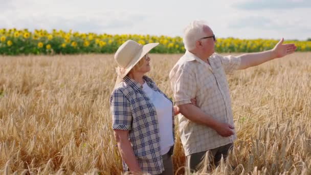 Attraente vecchio e sua moglie agricoltori hanno un'azienda agricola di famiglia in mezzo al campo di grano analizzano le spighe di grano e si abbracciano con amore — Video Stock
