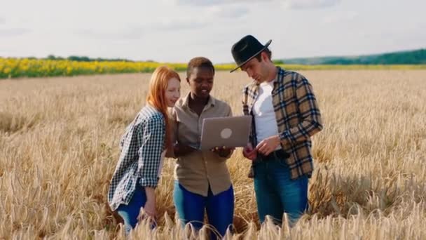 Счастливая улыбающаяся большая черная женщина и два других партнера фермеры леди и парень в середине пшеничного поля анализируя урожай о пшеницы с ноутбука. 4k — стоковое видео