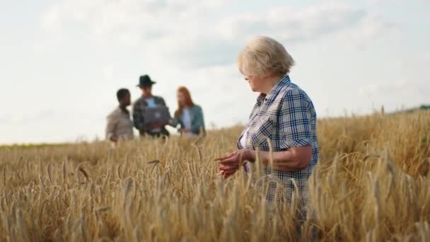 Skvěle vypadající stará žena s šedivými vlasy uprostřed pšeničného pole analyzující sklizeň pšenice, zatímco ostatní mladí zemědělci na pozadí rozhlíží kolem — Stock video