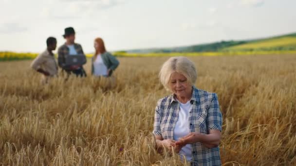 Lachende mooie oude vrouw op het gebied van tarwe, terwijl andere multiraciale mensen boeren op de achtergrond analyseren van de oogst van dit jaar — Stockvideo