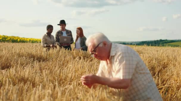 Многорасовые члены семьи посреди пшеничного поля, анализируя результаты сбора урожая, заставляют какого-то статистического старика трогать поле с любовью. — стоковое видео