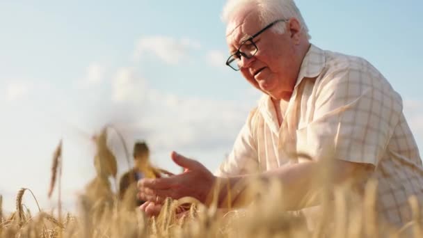 Membros da família multirracial no meio do campo de trigo analisando os resultados da colheita fazem algum homem velho estatístico tocar o campo com amor — Vídeo de Stock