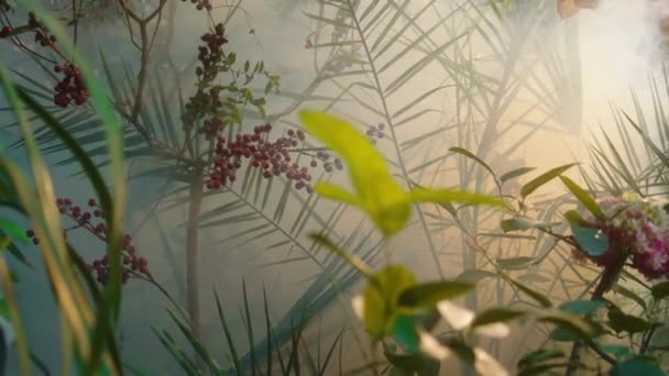 놀라운 붉은 나무 와화 꽃의 비디오를 찍는 놀라운 온실에서 꽃들에 대한 개념 — 비디오