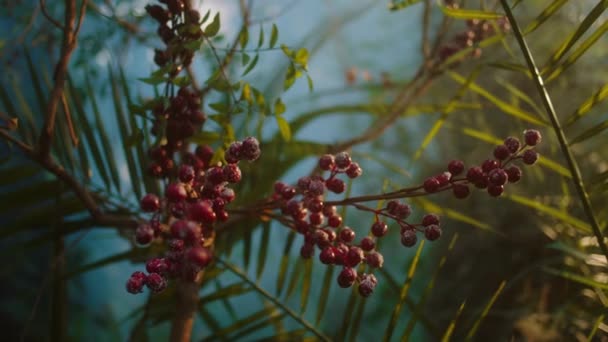 Primo piano per la fotocamera fiori molto meravigliosi in un grande concetto di serra di business fiori — Video Stock