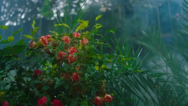 V přední části fotoaparátu ve velkém skleníku úžasné růže zachycení detailní up a další krásné rostliny — Stock video