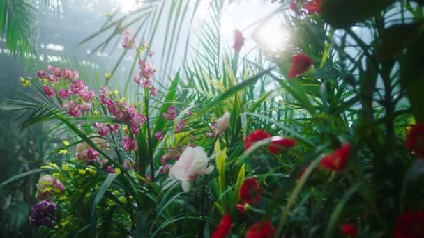 大規模な温室で美しい花や植物の小さなビジネスコンセプトは、ビデオをクローズアップ — ストック動画