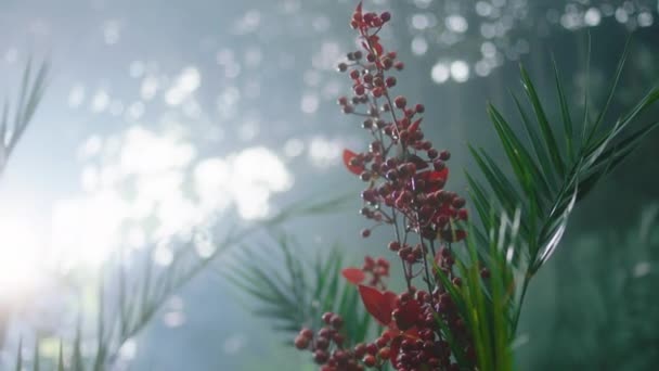 Maravillosas plantas y flores tomando video primer plano concepto industrial de floristería y concepto de negocio — Vídeo de stock