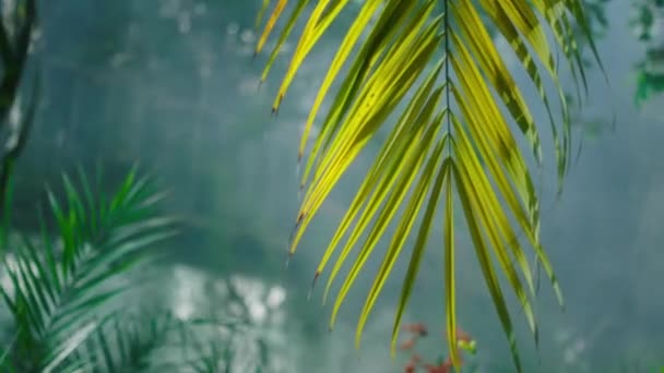 Fazendo vídeo em uma grande estufa flores incríveis plantas tropicais na frente da câmera — Vídeo de Stock