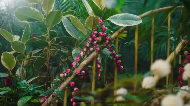 Di depan kamera di sebuah toko bunga besar mengambil video dari tanaman tropis dan indah bunga closeup. Ditembak di ARRI Alexa Mini. — Stok Video