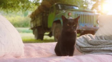 Karizmatik kara kedi, evin dışında dinleniyor. Teras taşra yaşam tarzında bir yatakta otur.