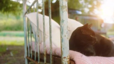 Kameranın önündeki sevimli siyah kedi kırsal kesimdeki evin yanındaki yatağın yanında serinliyor.