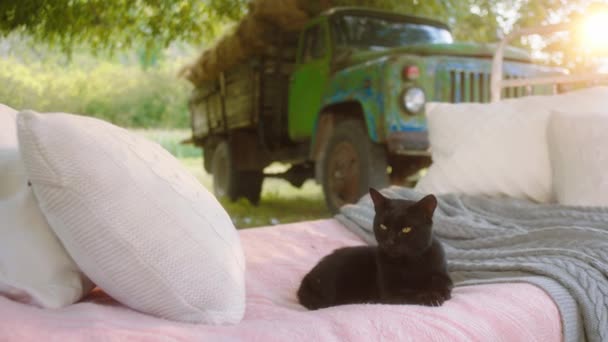 Videót készítek egy gyönyörű és aranyos macskáról a faluban, ahogy kint lehűl az ágyon a kert mellett. 4k — Stock videók