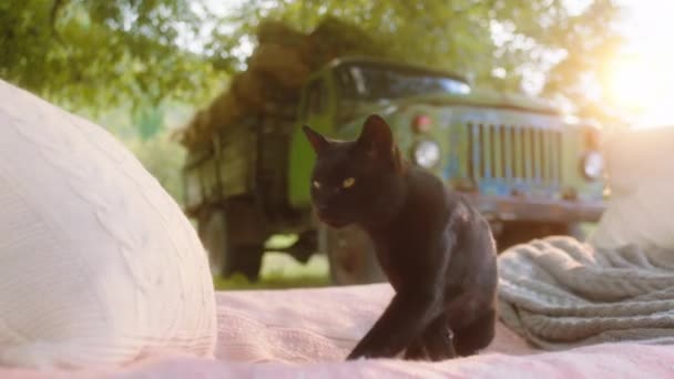 Csodálatos fekete macska séta az ágyon kívül a ház teraszán a falu koncepciója a vidéki életmód — Stock videók