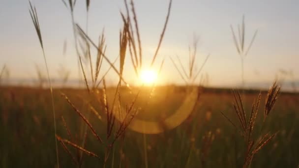 Maravilloso paisaje de la naturaleza captura de vídeo al atardecer en medio de un gran campo — Vídeo de stock