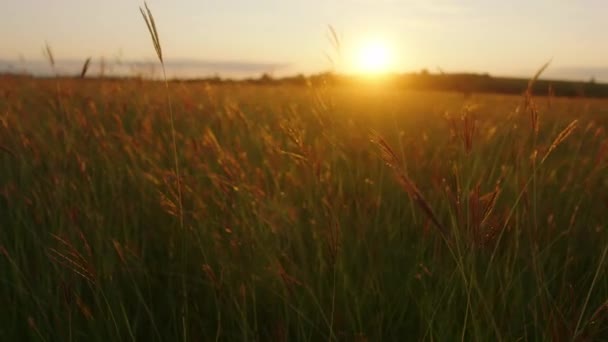 Beautiful nature and landscape at sunset in the middle of a large field — Stock Video