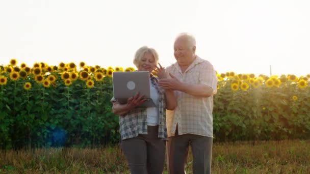 Ayçiçeği tarlasında dizüstü bilgisayarla kameranın önünde yürüyen yaşlı çiftçiler dizüstü bilgisayardan bazı istatistikleri analiz ediyorlar. — Stok video