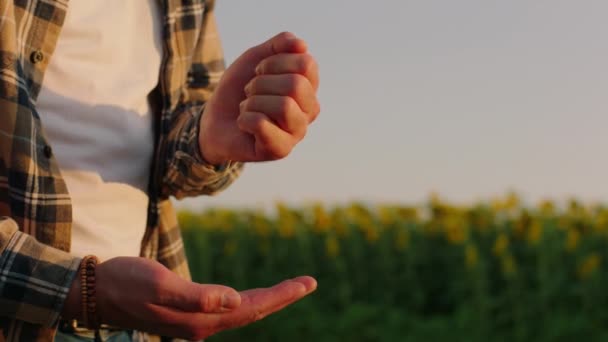 Menutup ke kamera rincian petani laki-laki bermain dengan biji bunga matahari di tengah-tengah padang bunga matahari — Stok Video