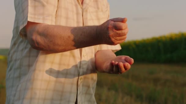 Nel mezzo del campo di girasoli vecchio contadino prendere alcuni semi di girasole bianco e giocare con le mani davanti alla telecamera — Video Stock
