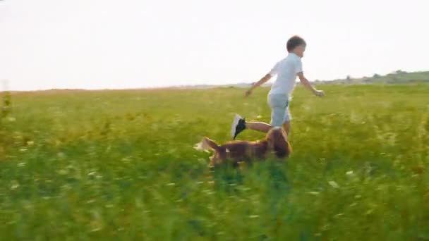 Spännande och attraktiv liten pojke tillsammans med sin bästa vän hund springa genom det gröna fältet i en perfekt solig dag liten pojke är mycket glada — Stockvideo