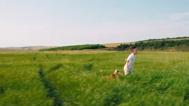 Opgewonden kleine jongen met zijn schattige hond Engels cocker spaniel genieten van de tijd in de natuur loopt door het gras in een perfecte zonnige dag — Stockvideo