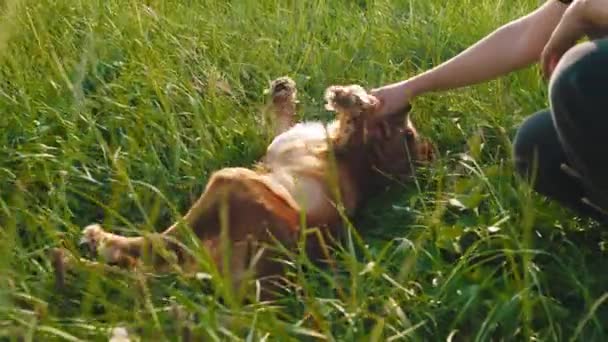 A természetben, egy nagy mező közepén, fűvel hűtő kutyával, nagyon aranyos, ahogy a fűre fekszik, angol cocker spániel versenyen. — Stock videók