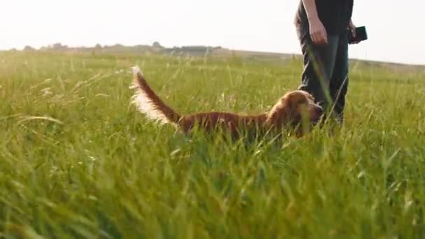 Cute attractive dog Russian cocker spaniel walking through the grass at nature chilling and enjoy the moment — стоковое видео