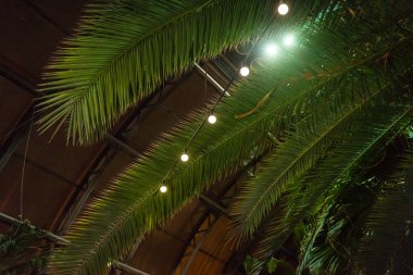 Palmiye dallarının etrafındaki lambalar ve ampuller bir portakalda