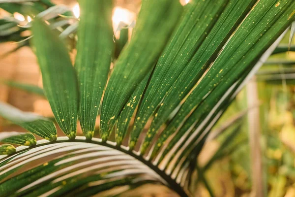 Une Feuille Palmier Bas Dans Lumière Fond — Photo