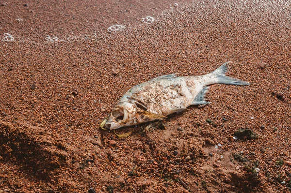 Död Fisk Ligger Och Ruttnar Sandstranden — Stockfoto