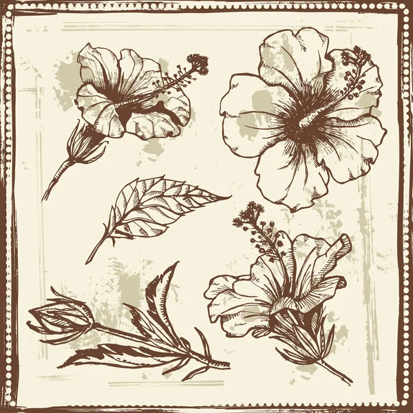 hibiscus çiçek elle çizilmiş kroki