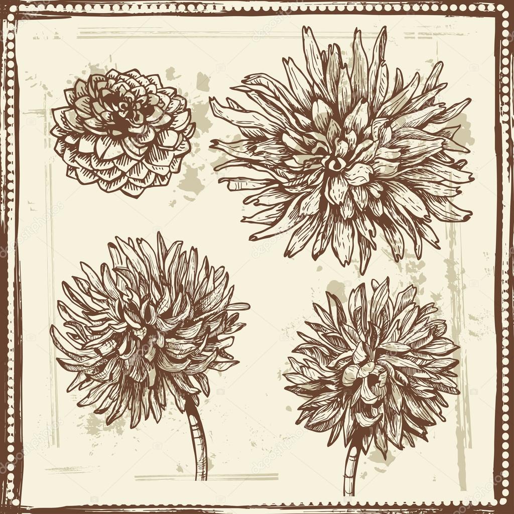Hand drawn dahlia flowers vintage sketch