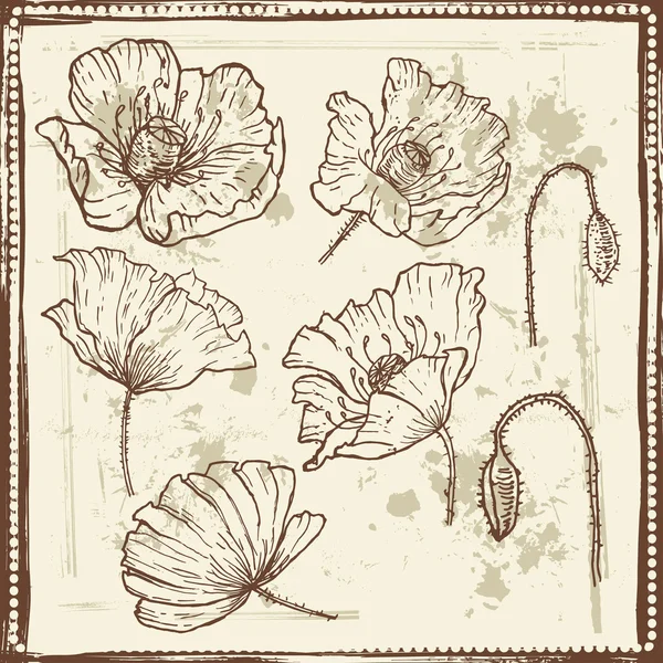 Dibujos dibujados a mano de flores de amapola — Archivo Imágenes Vectoriales