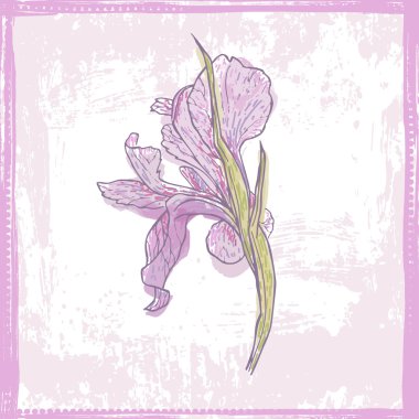 İhale Menekşe suluboya Iris çiçek kroki