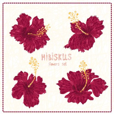 Hibiscus çiçek çizilmiş seti el