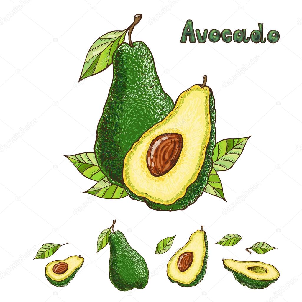 Hand drawn vector avocado collection