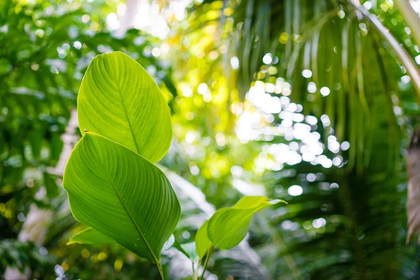 Folhas tropicais verdes — Fotografia de Stock