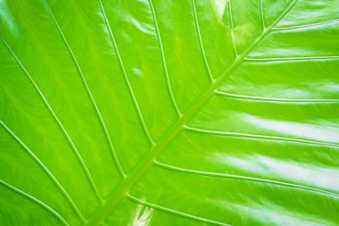 yeşil tropikal yaprak