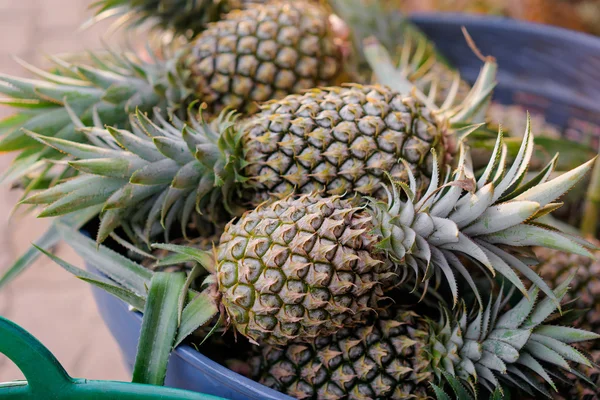 Green pineapples on the market